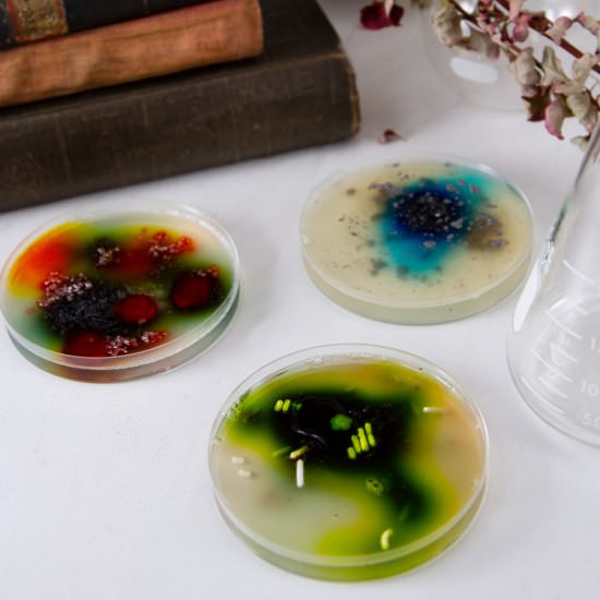 Petri Dish Treats - Recipe photo by dwayland