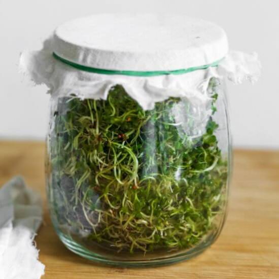 How to Grow Broccoli Sprouts - Recipe photo by flourishingkitchen