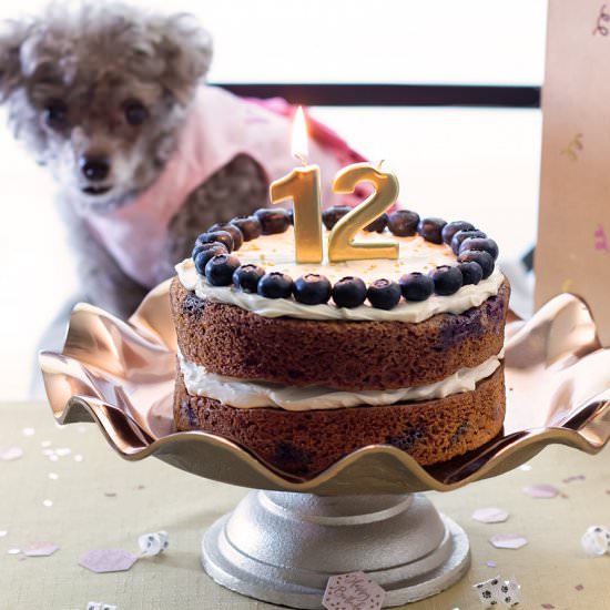 Dog Safe Blueberry Cake with Maple - Recipe photo by URBANBAKES