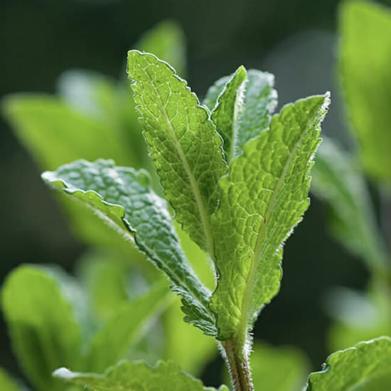 Fresh Mint Tea! - Recipe photo by Framed Cooks